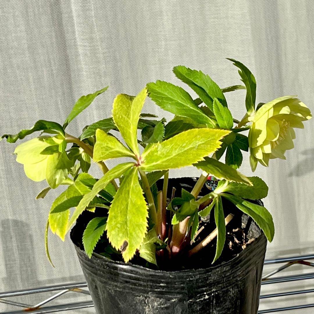 オ*ン様 ☘️蕾付き☘️根パンパン❤️沢山新芽元気株❤️3253⭐️強香⭐️強烈