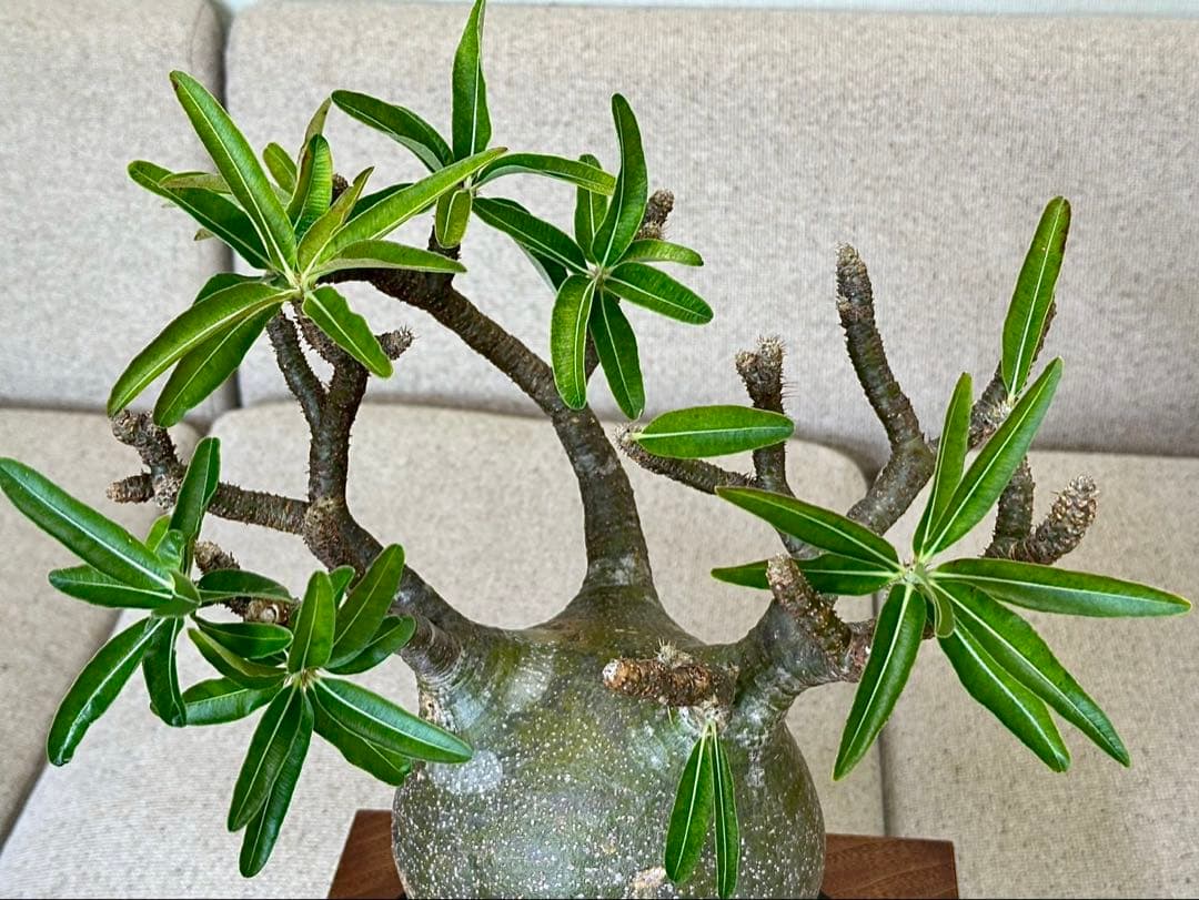 パキポディウム グラキリス 現地株 大株 良形 コレクション 丸 多枝 幅17㎝