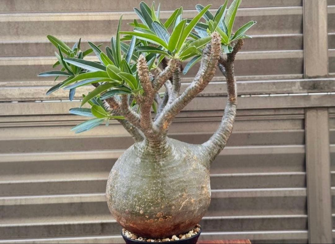 パキポディウム グラキリス 現地株 大株 良形 コレクション 丸 多枝 幅17㎝