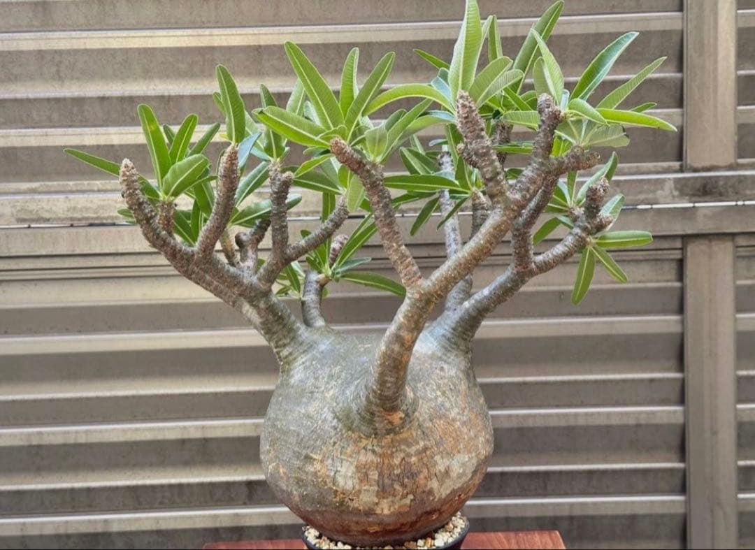 パキポディウム グラキリス 現地株 大株 良形 コレクション 丸 多枝 幅17㎝