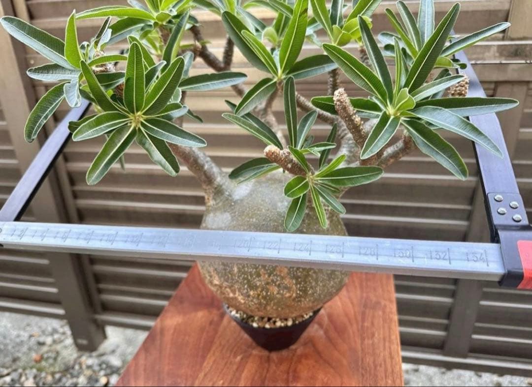 パキポディウム グラキリス 現地株 大株 良形 コレクション 丸 多枝 幅17㎝