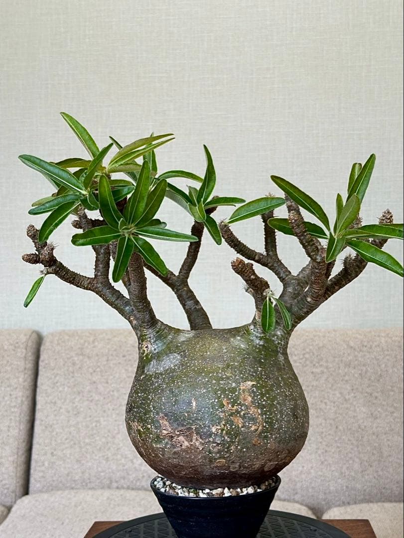 パキポディウム グラキリス 現地株 大株 良形 コレクション 丸 多枝 幅17㎝