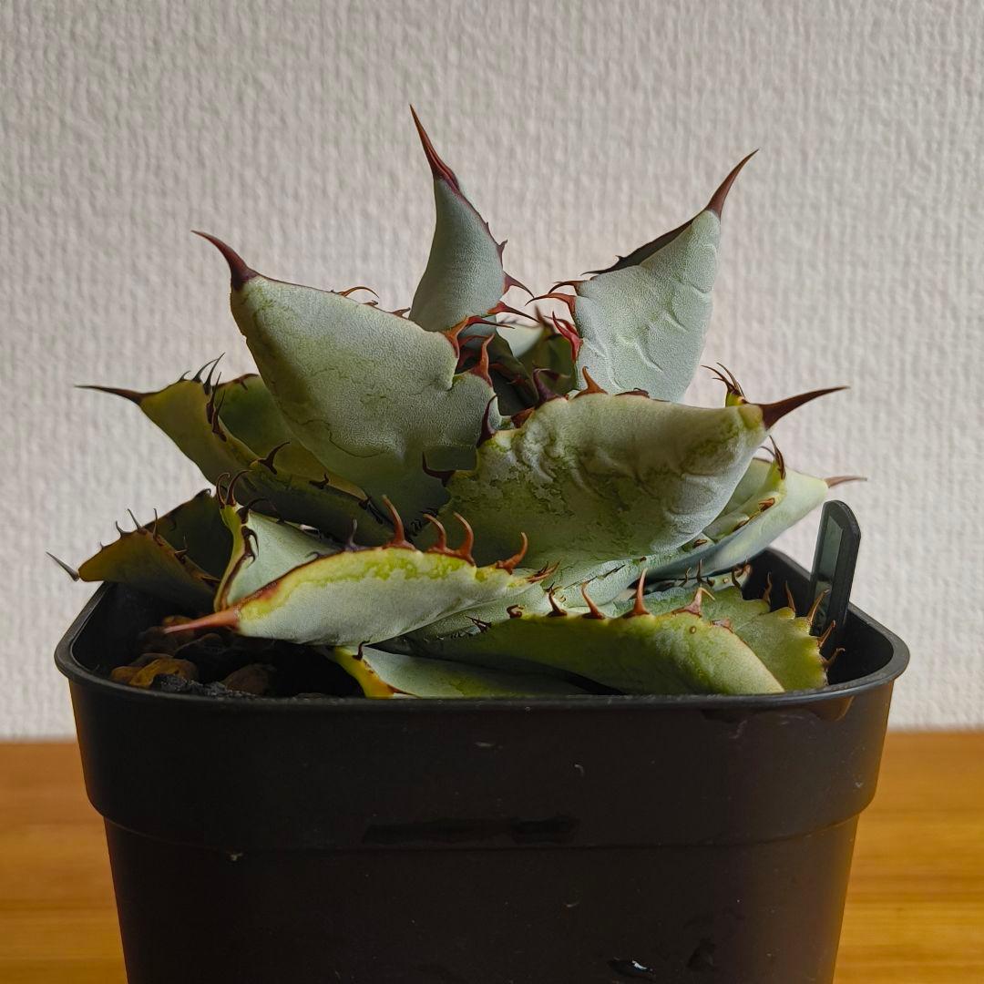 め*る様 鉢ごと　アガベ　チタノタ×イシス　ハイブリッド