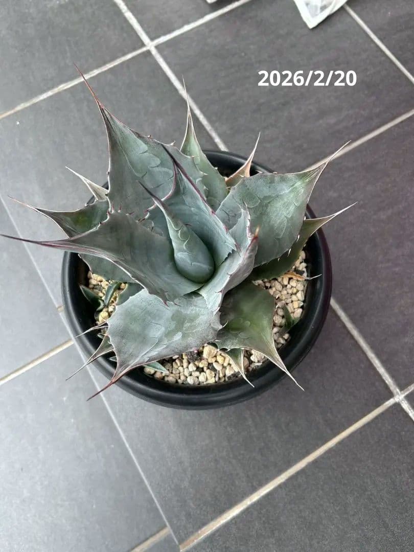 アガベ パラサナグローブ 子株複数付き