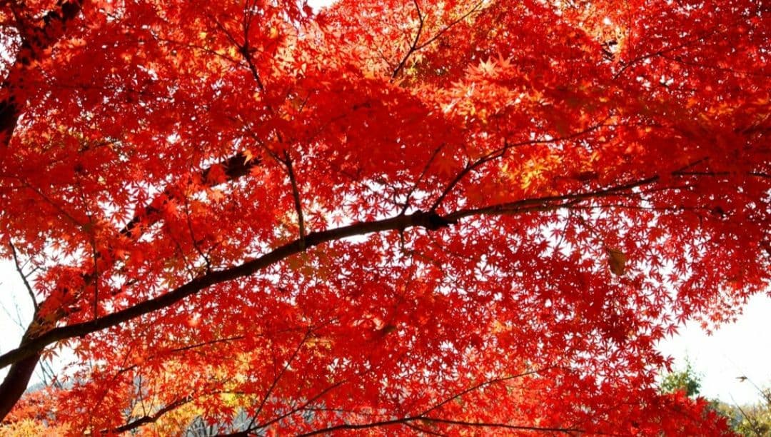 CANON　EOS　10D　初心者デビュー　キャノン　一眼レフ　広角から中望遠