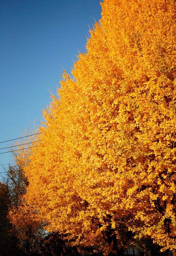 ＊KYYST5＊様専‼️レンズ込み