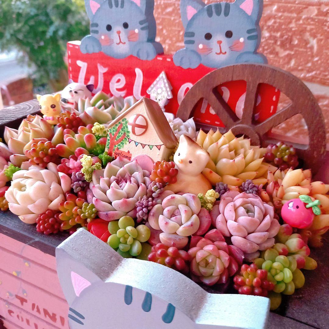 ❤️多肉植物❤️そのまま飾れる寄せ植え❤️サバトラねこちゃん~❤️