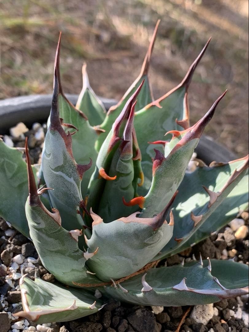 アガベ ハイブリッド　ネバデンシス× BB ブラックアンドブルー　ロックガーデン