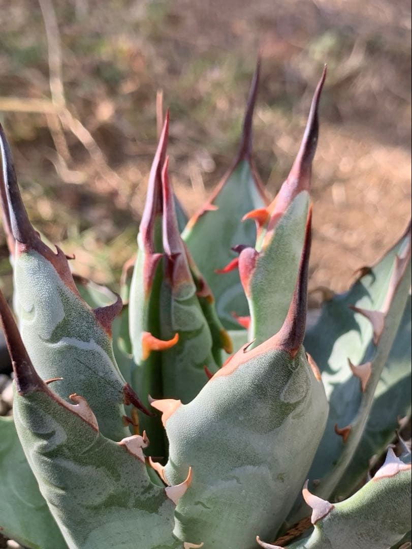 アガベ ハイブリッド　ネバデンシス× BB ブラックアンドブルー　ロックガーデン