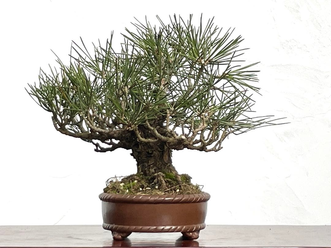 三河盆栽　黒松　盆栽　小品