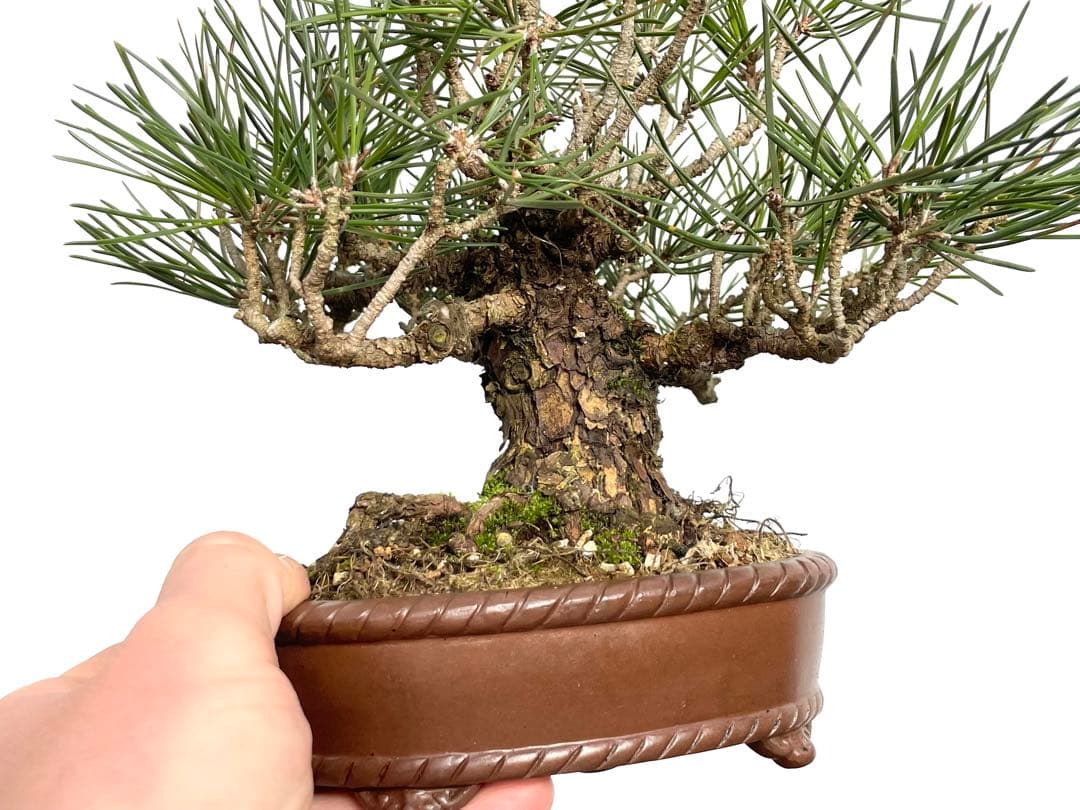 三河盆栽　黒松　盆栽　小品