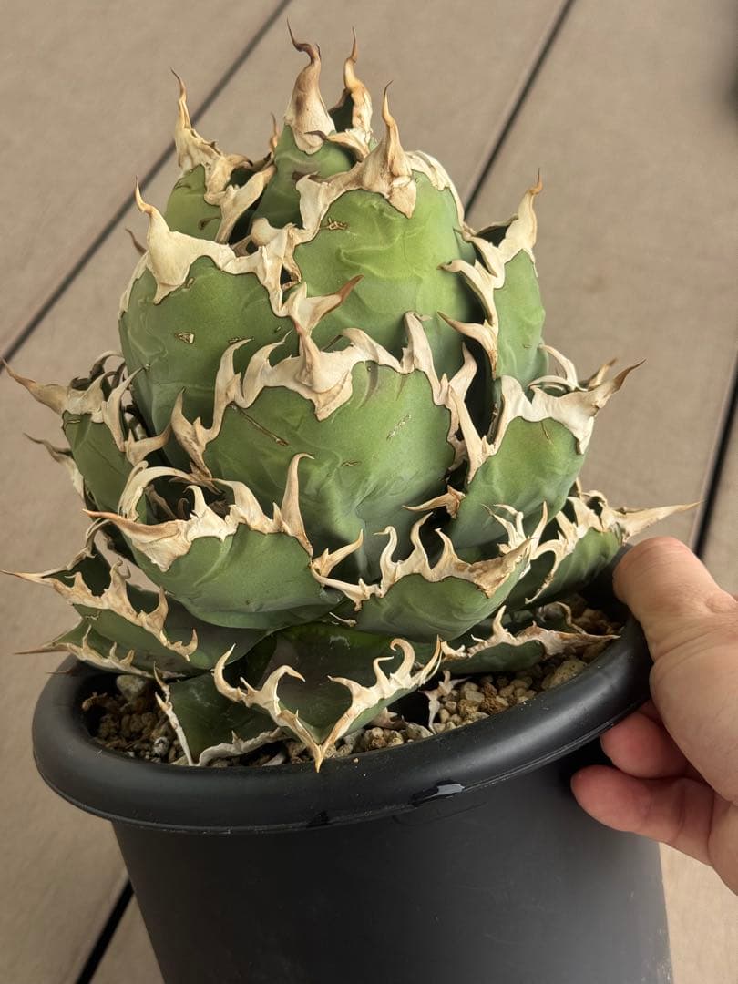 【限定値下げ中】アガベ　チタノタ　シーザー　超大株