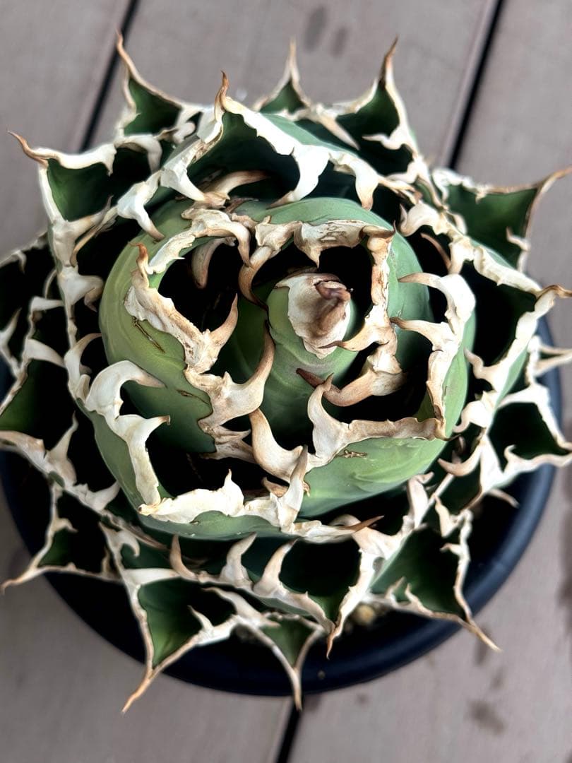 【限定値下げ中】アガベ　チタノタ　シーザー　超大株