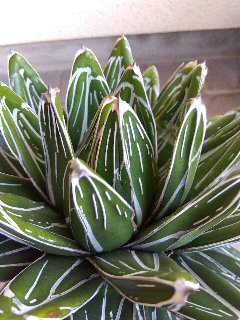 アガベ　笹の雪　23センチ　特選株