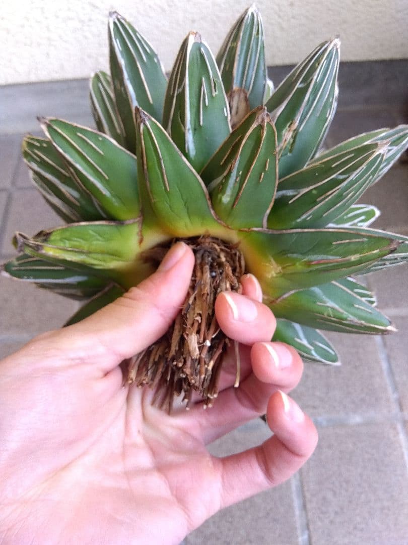 アガベ　笹の雪　23センチ　特選株