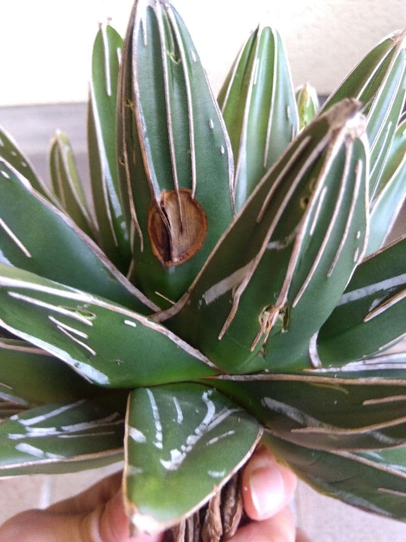 アガベ　笹の雪　23センチ　特選株