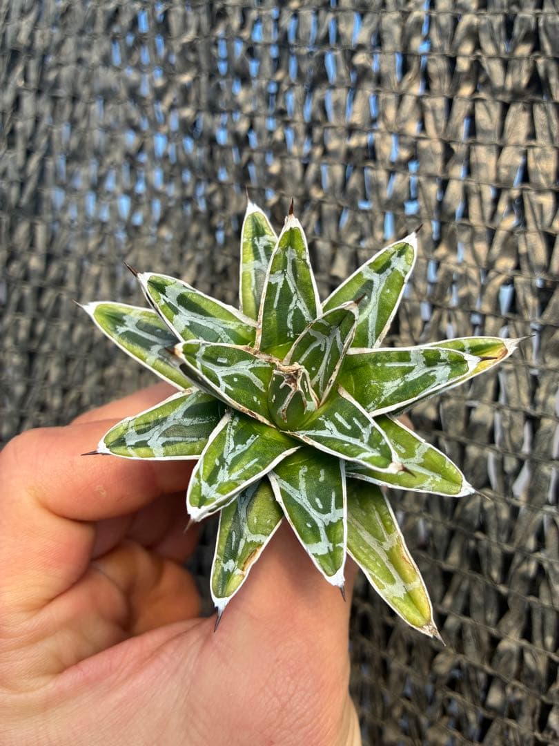 アガベ 姫笹の雪　ライムグリーン斑入り　変わり斑