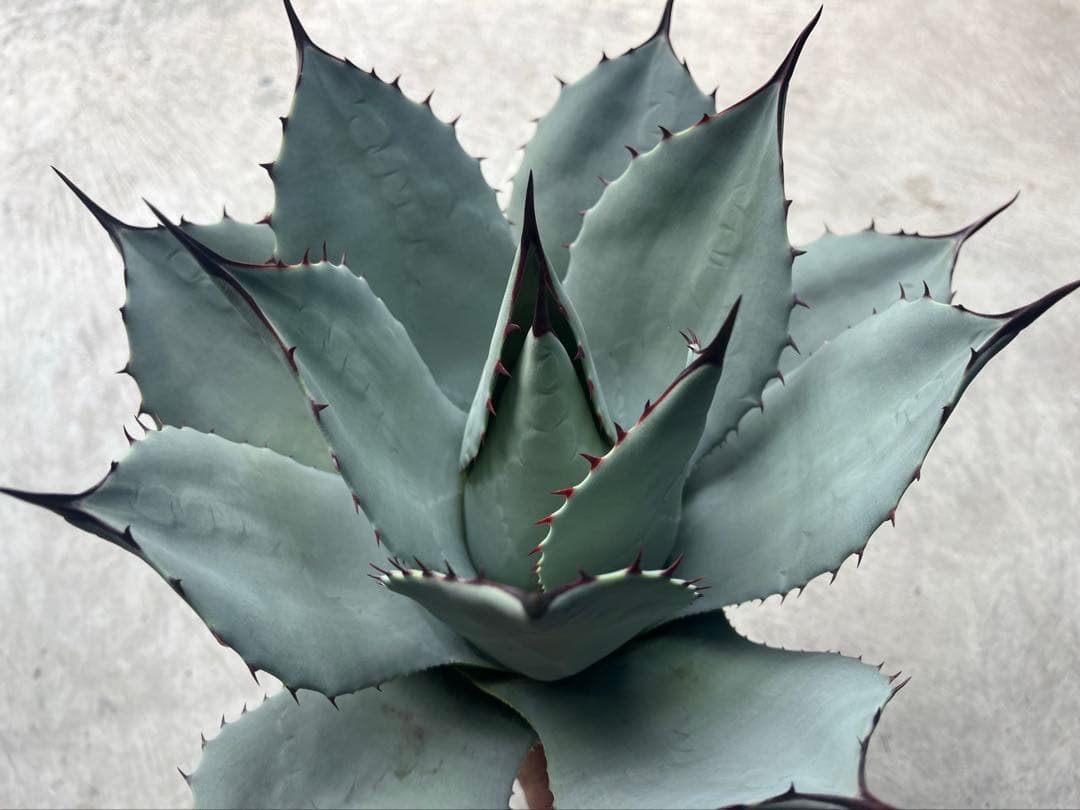 パリー 吉祥天 大株 アガベ 直径30cm ホーチエンシス トランカータ