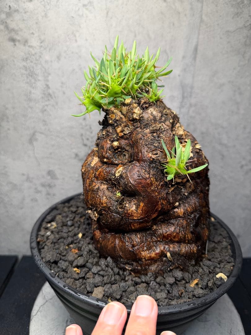 ユーフォルビア　ムランジーナ　美樹形　コレクション株