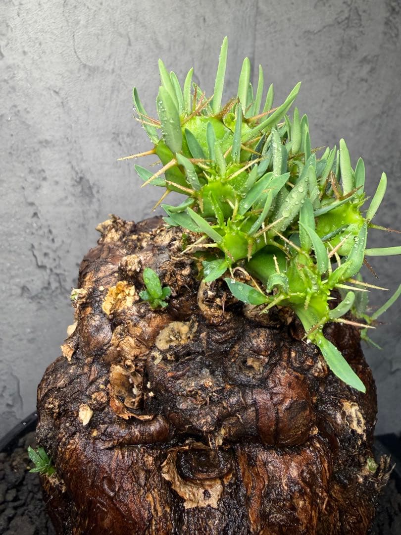 ユーフォルビア　ムランジーナ　美樹形　コレクション株