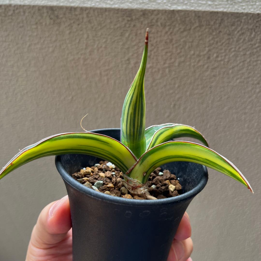 サンセベリア　ドリスフェニー　斑入り　サンスベリア