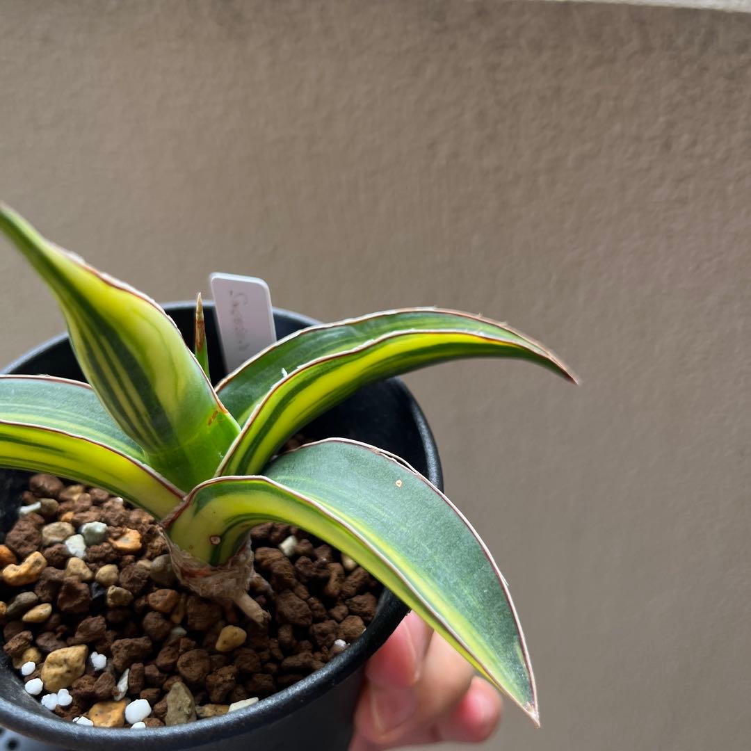 サンセベリア　ドリスフェニー　斑入り　サンスベリア