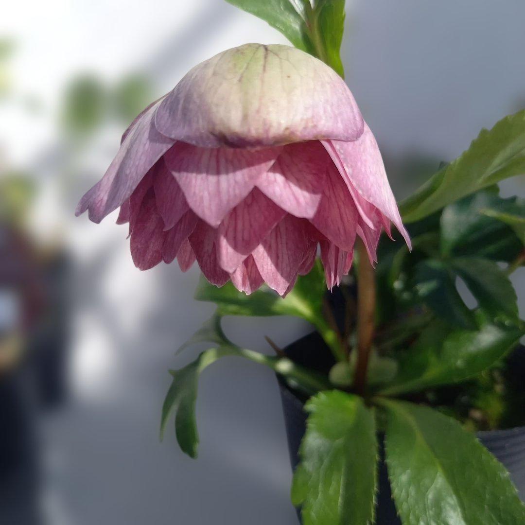 専用、お買い得！クリスマスローズ5個セット