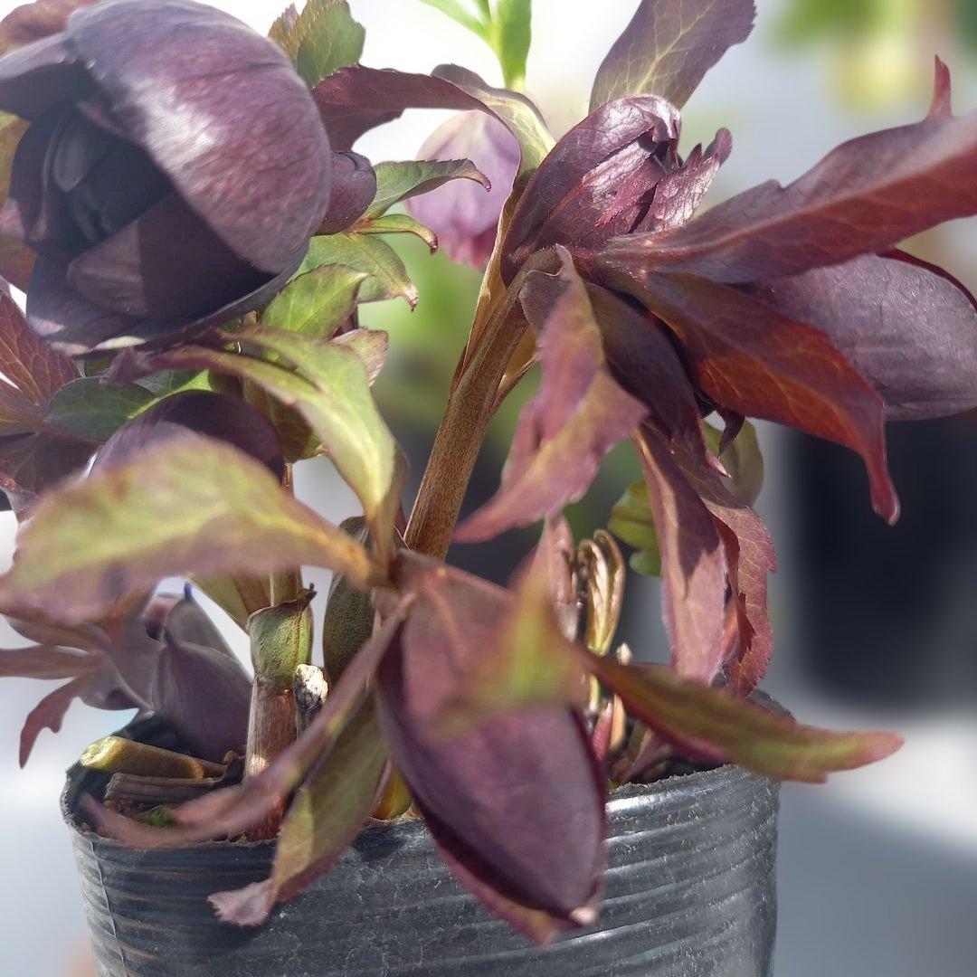 専用、お買い得！クリスマスローズ5個セット