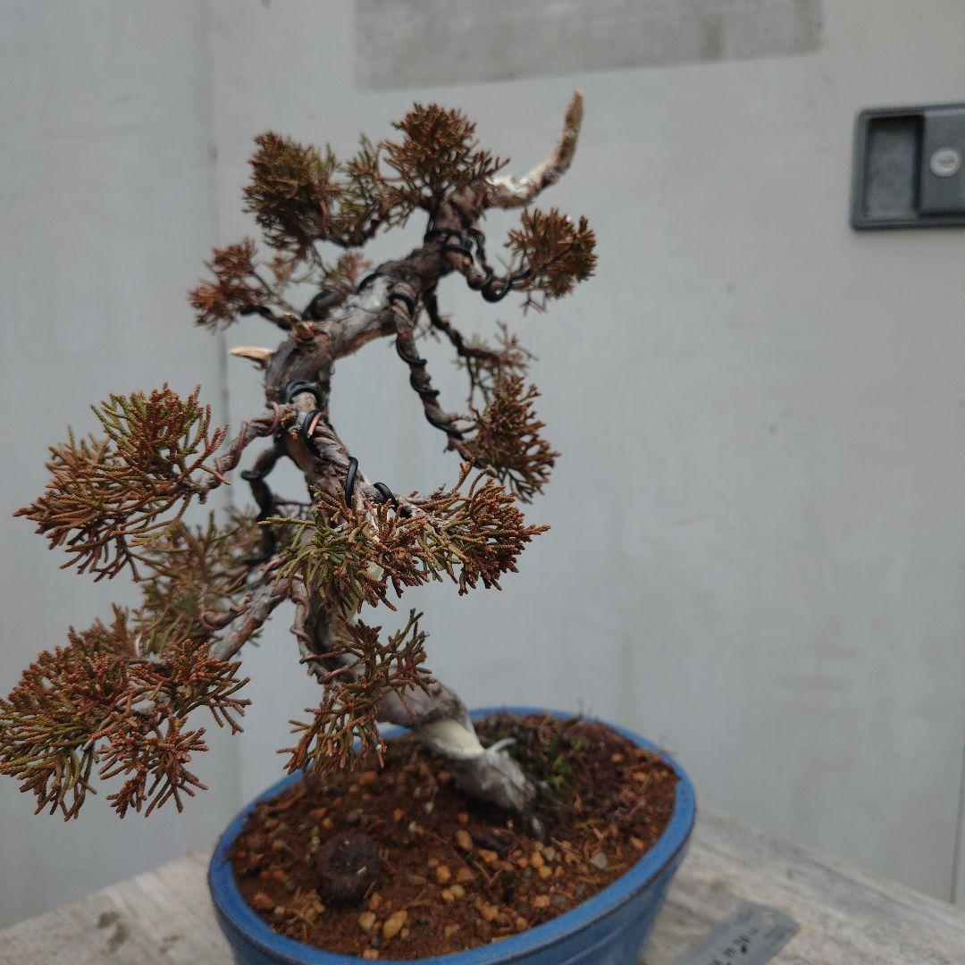 真柏（糸魚川）