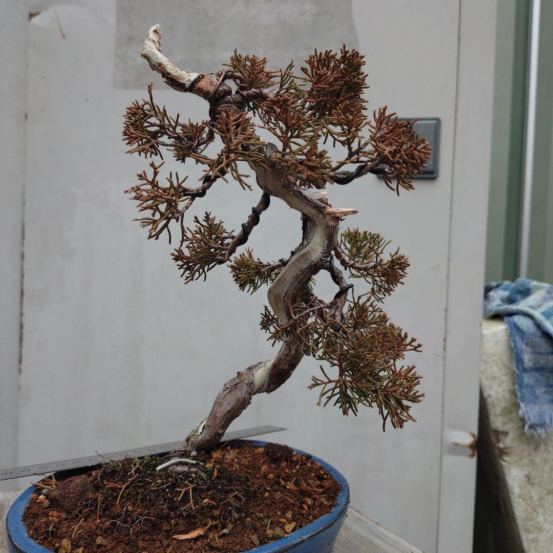 真柏（糸魚川）