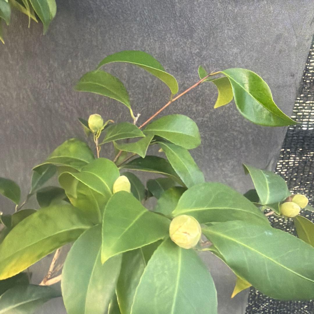 サト咲羽の誉(さわのほまれ)と炎セット苗