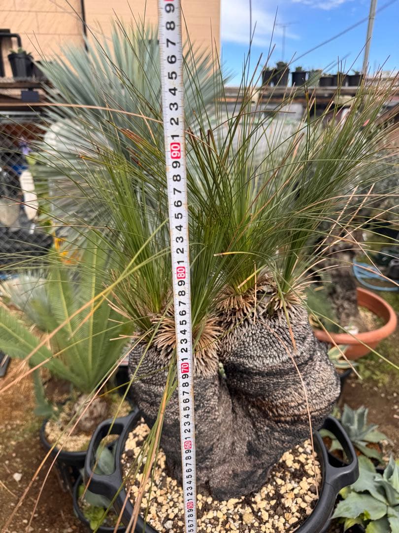 Xanthorrhoea ブラックボーイ クサントロエア ジョンソニー オージー