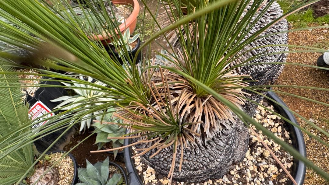 Xanthorrhoea ブラックボーイ クサントロエア ジョンソニー オージー