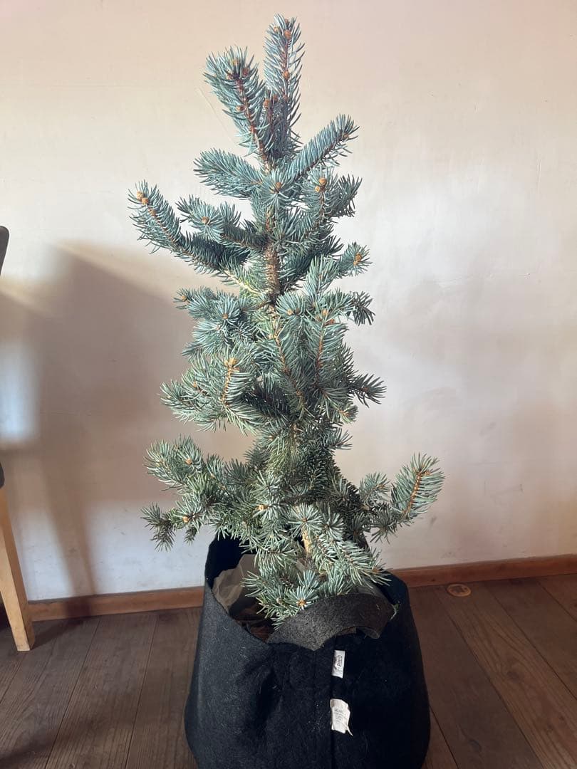 ⭐︎クリスマスセール ⭐︎ツリーに！ ピセア プンゲンス　ポプシー　コロラド　トウヒ