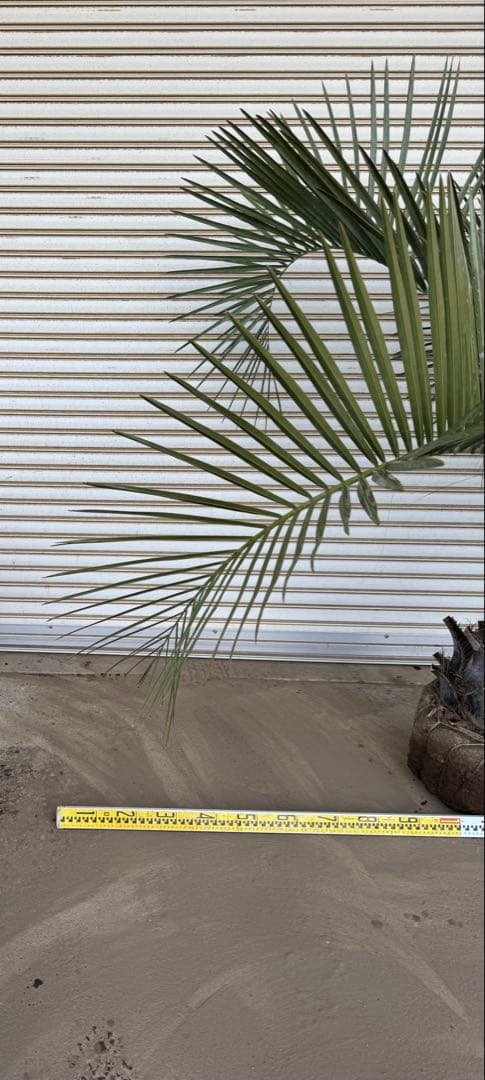 送料込み　ココスヤシ　シルバーリーフ　形状良　幹極太　庭木　シンボルツリー