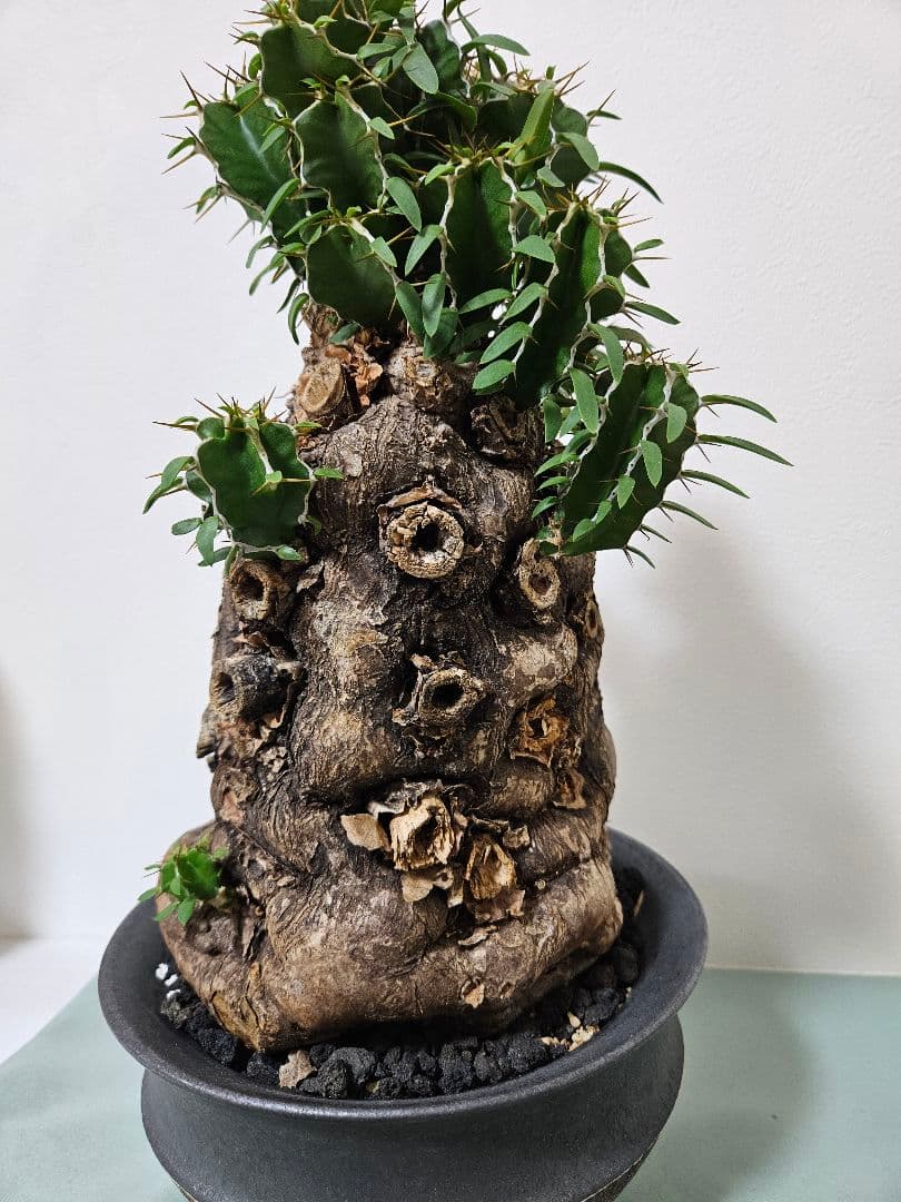 ムランジーナ　特大良形株