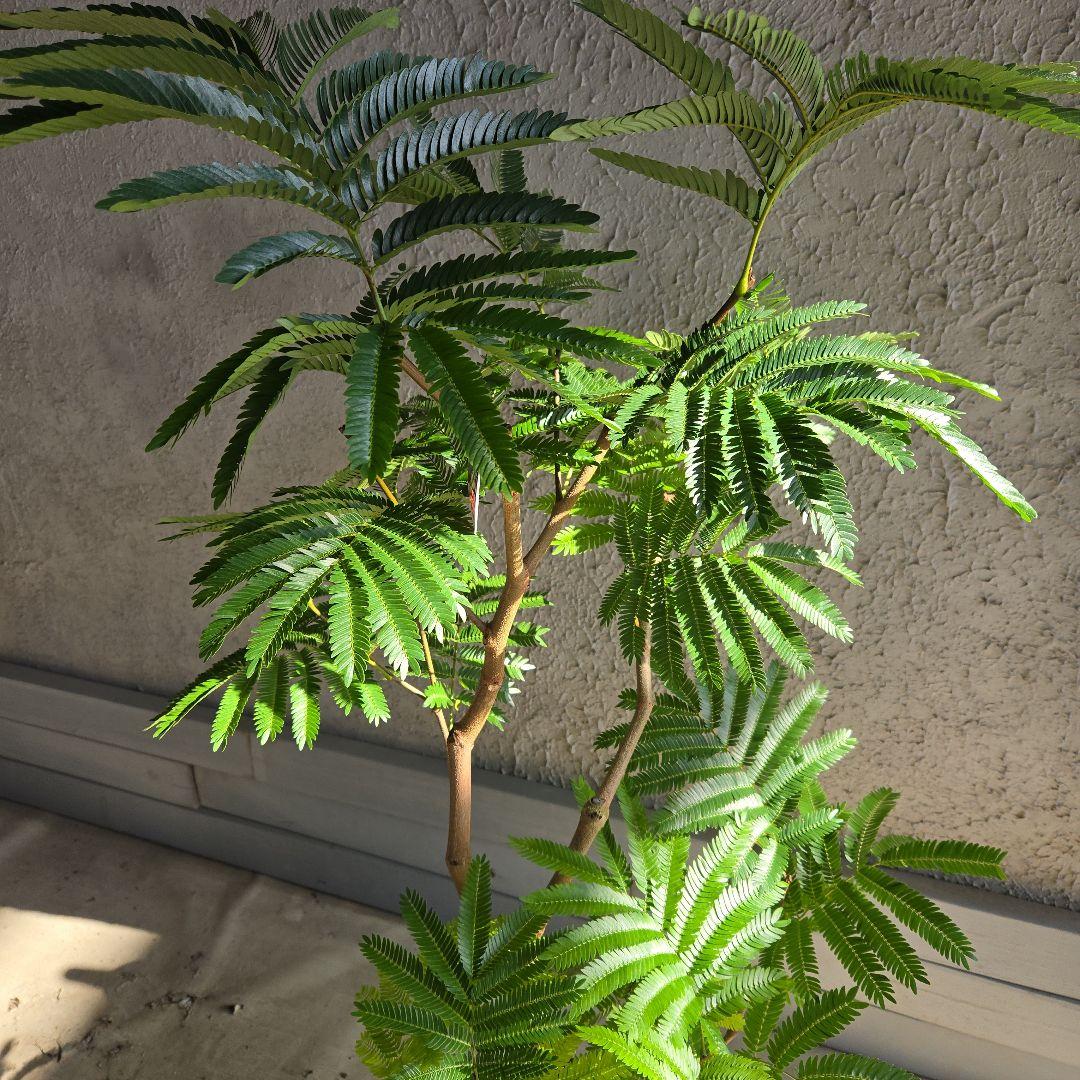 ⑭　エバーフレッシュ　８号　最高等級極上品‼️