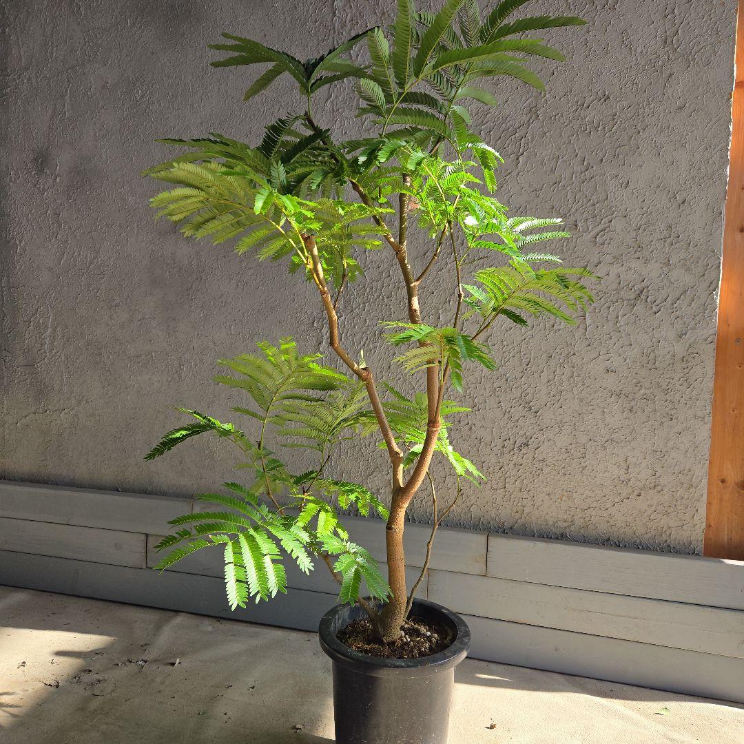 ⑭　エバーフレッシュ　８号　最高等級極上品‼️