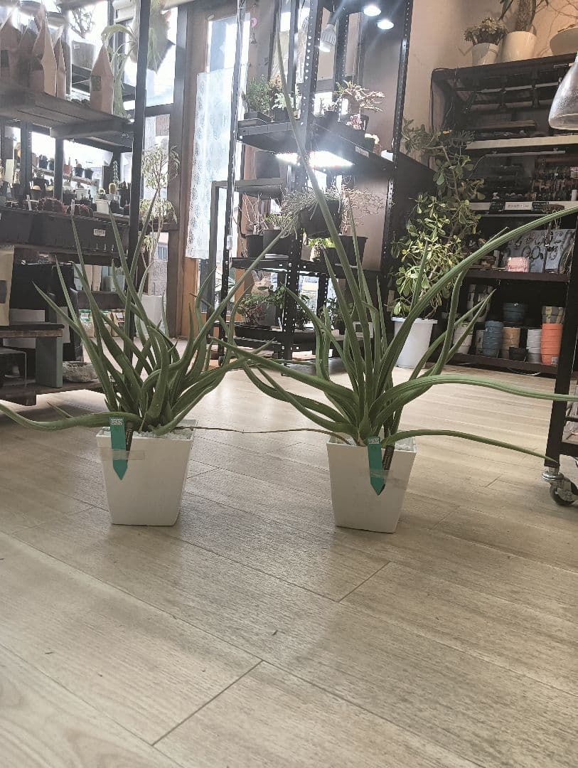 ☆S-32 超希少 特大 標本級ダンシングドラゴン ベアルート