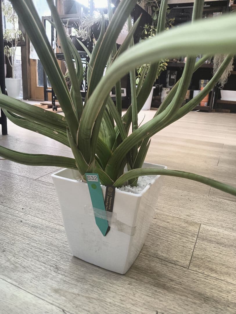 ☆S-32 超希少 特大 標本級ダンシングドラゴン ベアルート