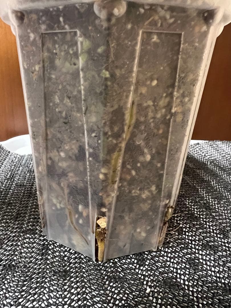 斑入りモンステラデリショーサダイアモンドレガシー