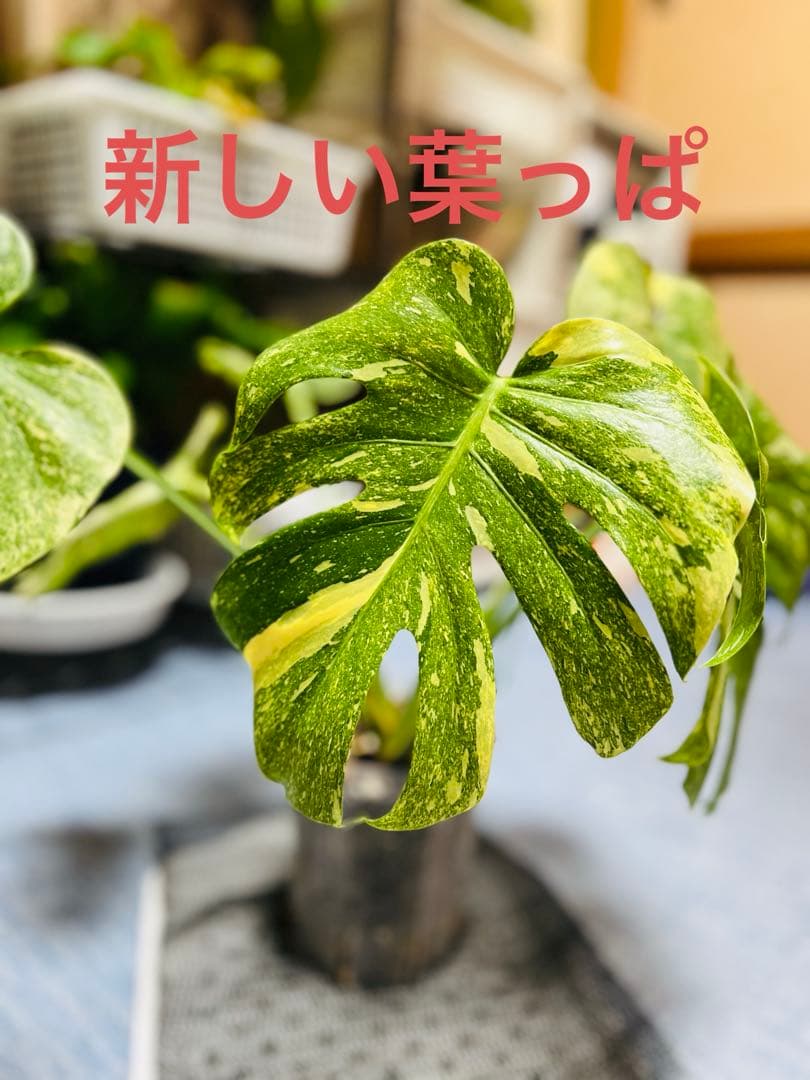 斑入りモンステラデリショーサダイアモンドレガシー