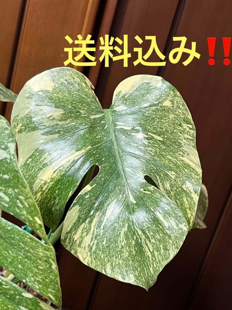 斑入りモンステラデリショーサダイアモンドレガシー