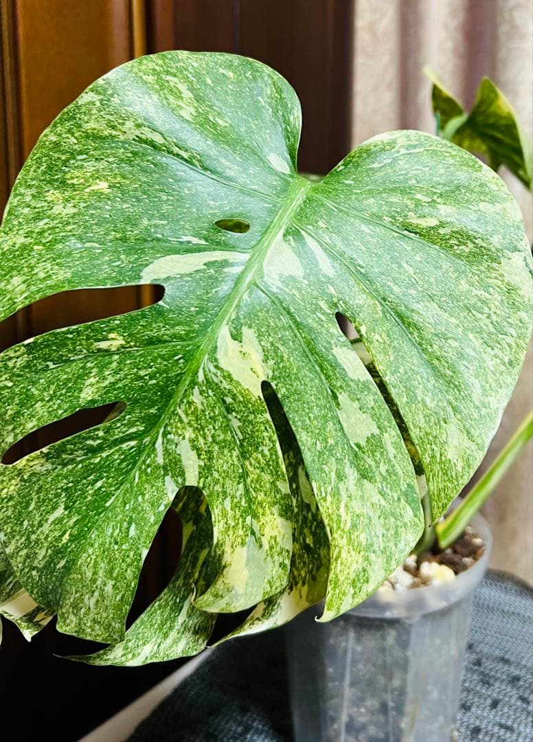 斑入りモンステラデリショーサダイアモンドレガシー
