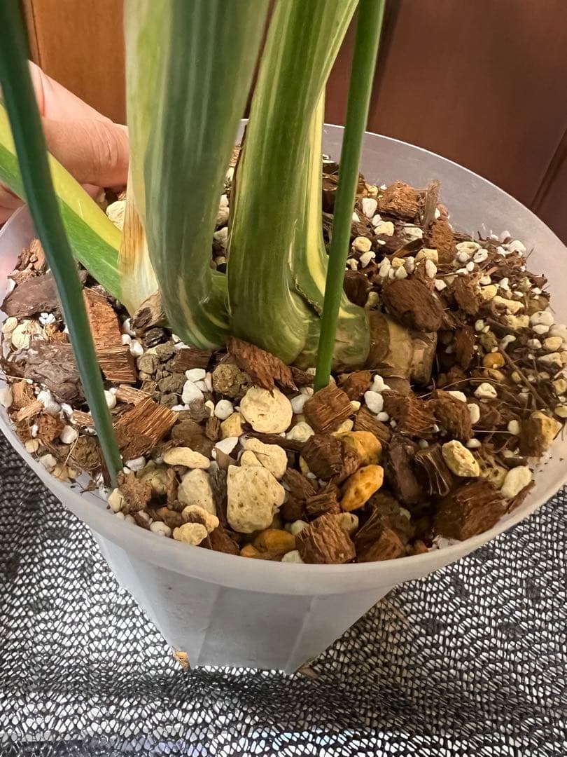 斑入りモンステラデリショーサダイアモンドレガシー