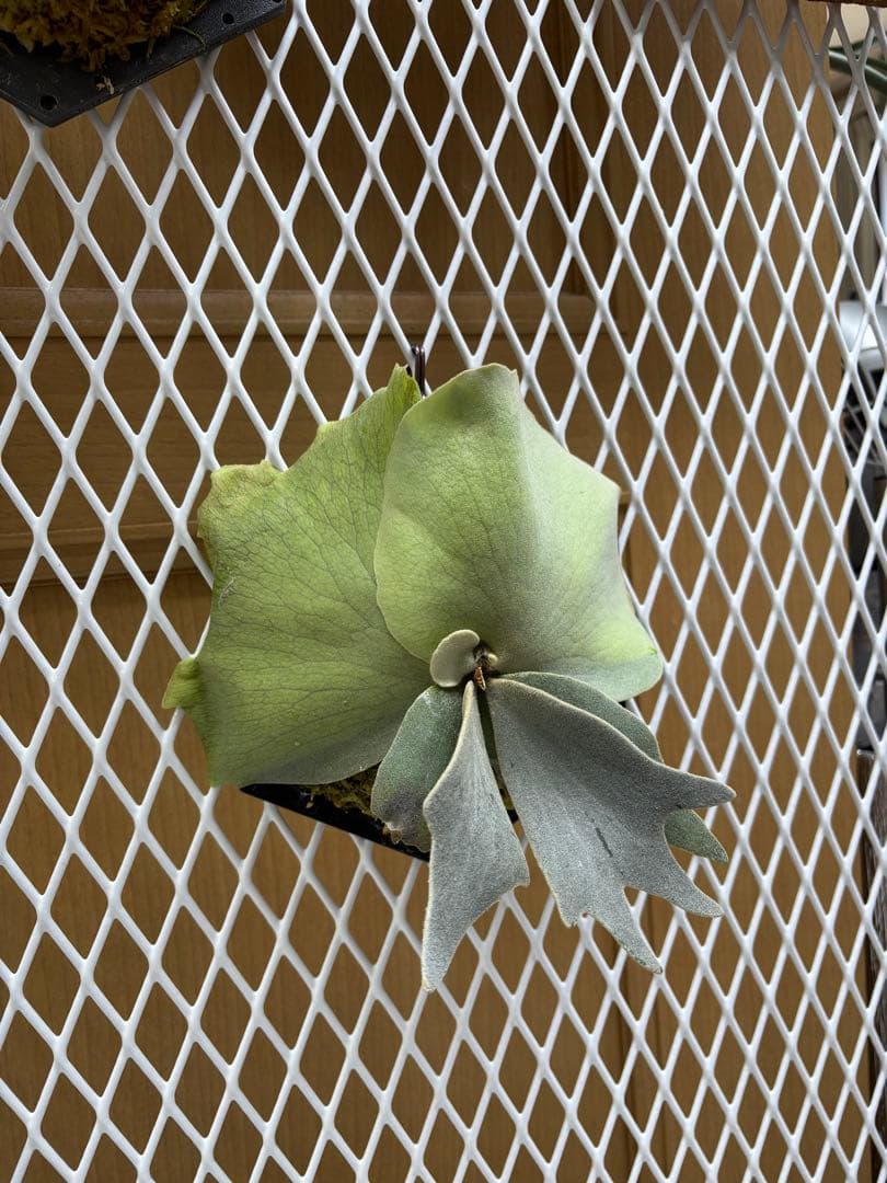 プラチナム　× ボゴールスーダン　オアシスタグ付き