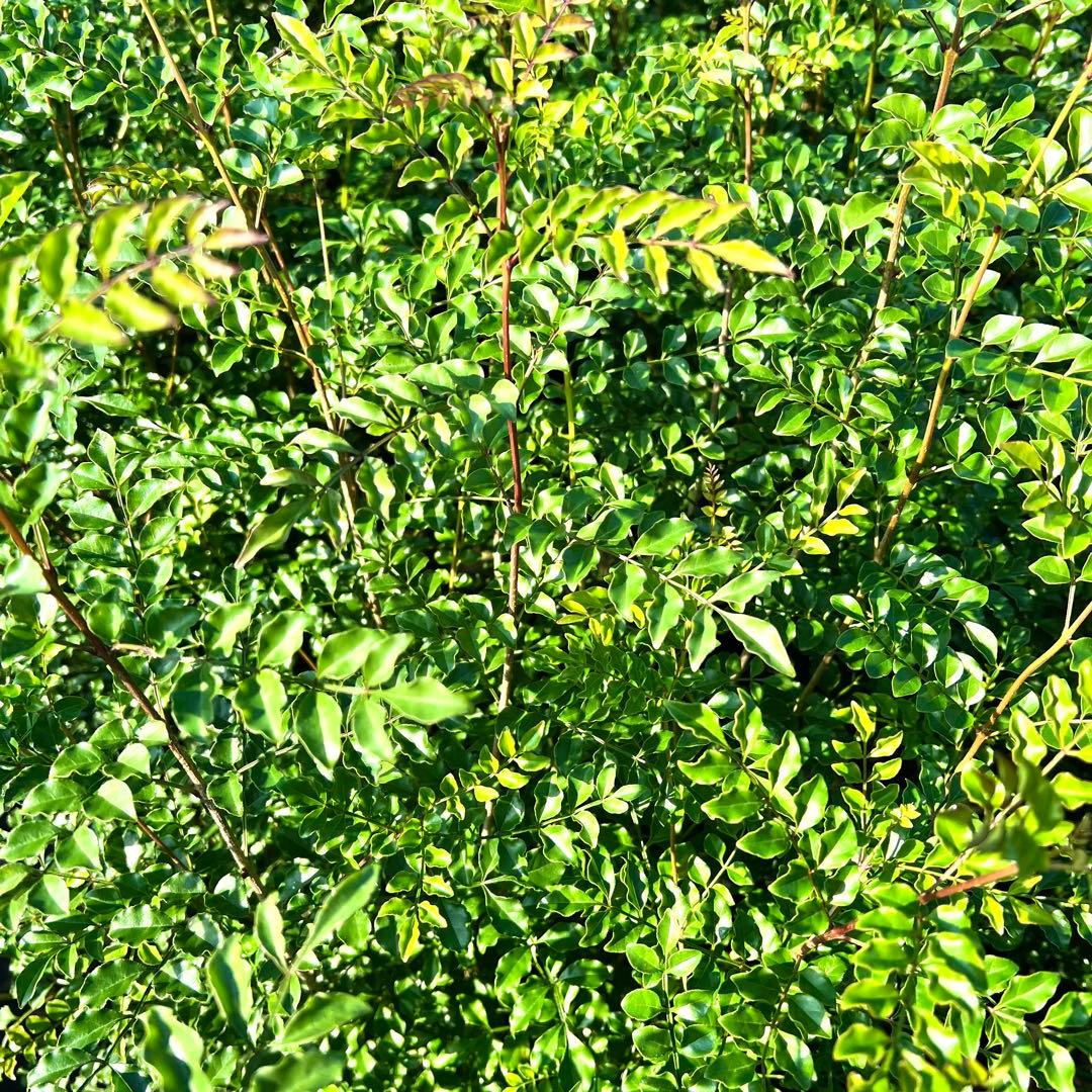 【セット割‼️高さ100㎝前後❗️】シマトネリコ 株立ち 10本立ち以上　2本セット