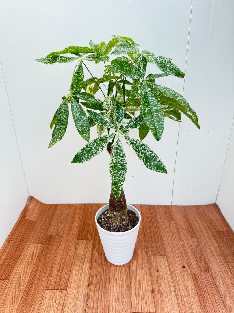 パキラ　ミルキーウェイ　3