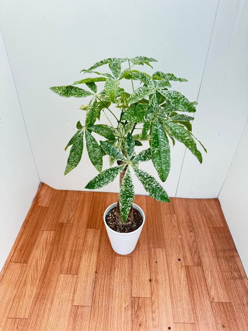 パキラ　ミルキーウェイ　3