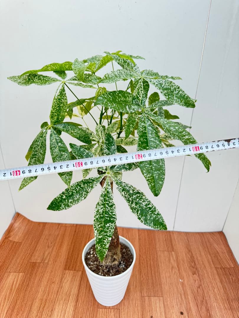 パキラ　ミルキーウェイ　3